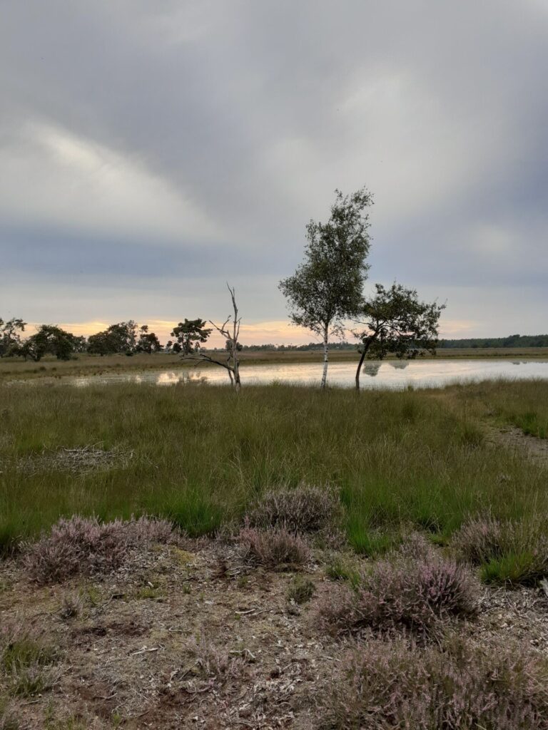 heideveld met ven op de strabrechtseheide bij zonsondergang